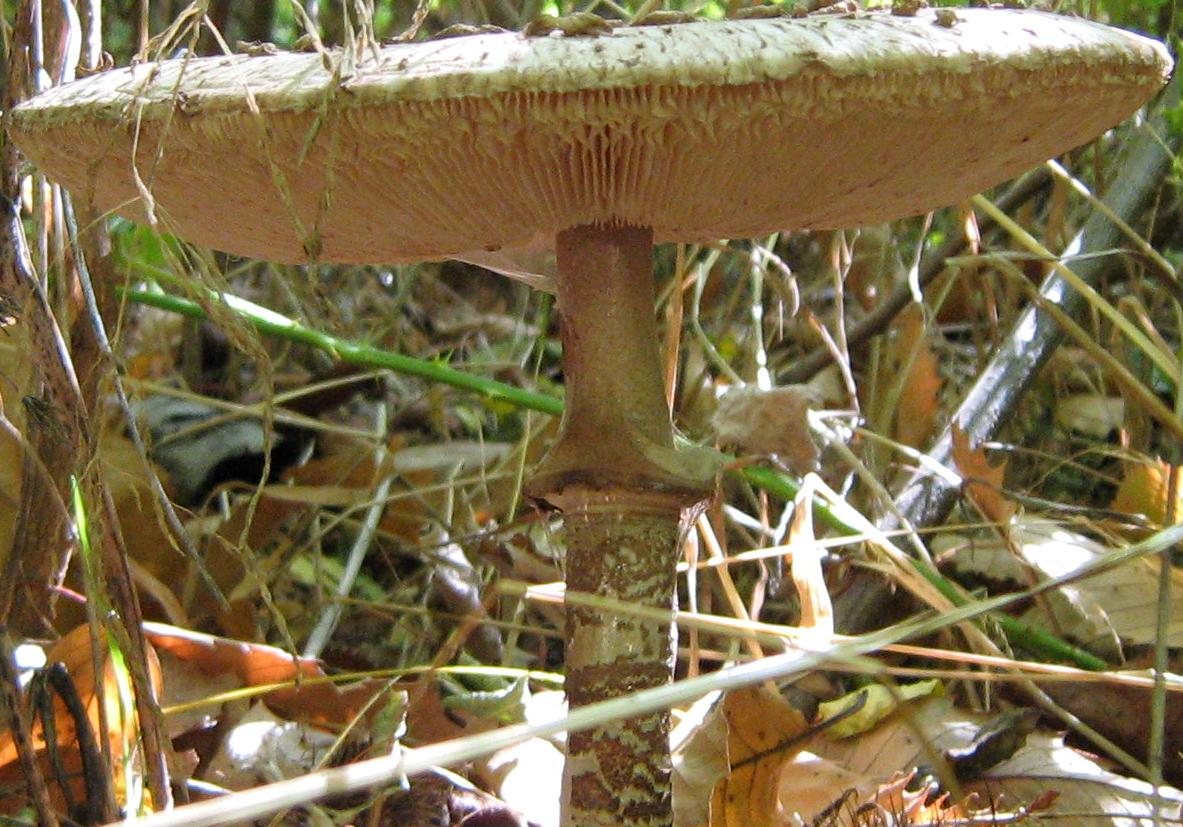 Lepiota e altro